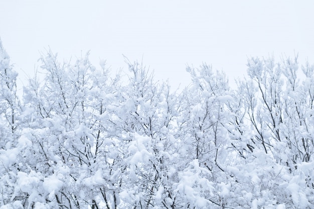 Landscapes of the winter forest with falling snow - wonderland park with snowfall. Snowy winter landscape