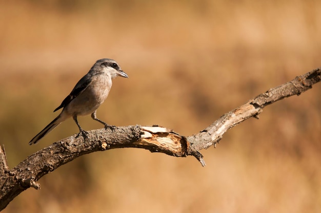 Lanius excubitor - The northern shrike, or hog woodcut, is a species of bird in the Laniidae family