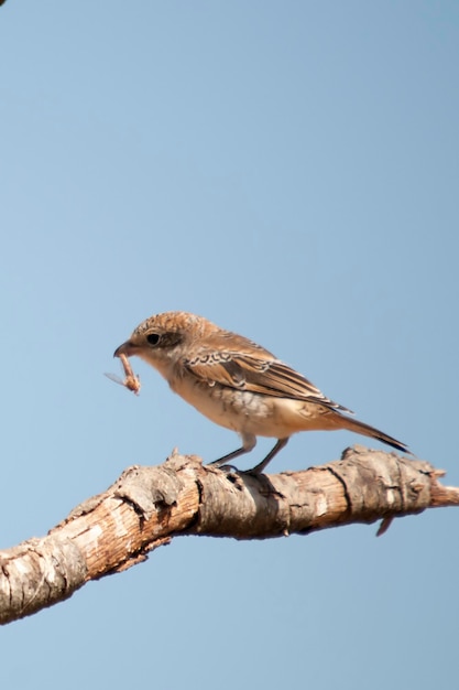 Lanius senator - The common shrike is a species of passerine bird. 