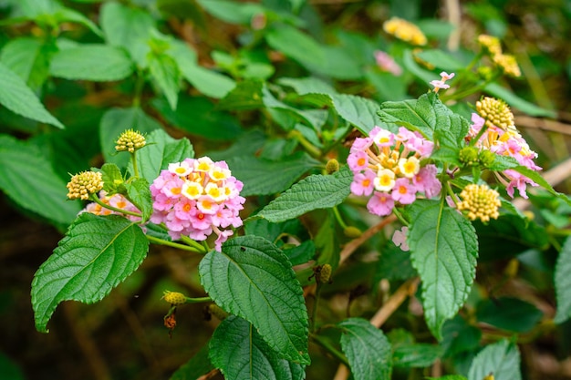 Lantana camara common lantana is a species of flowering plant within the verbena family Verbenaceae