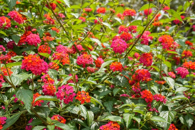 Photo lantana camara common lantana is a species of flowering plant within the verbena family verbenaceae