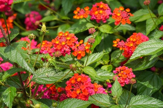 Lantana camara common lantana is a species of flowering plant within the verbena family Verbenaceae