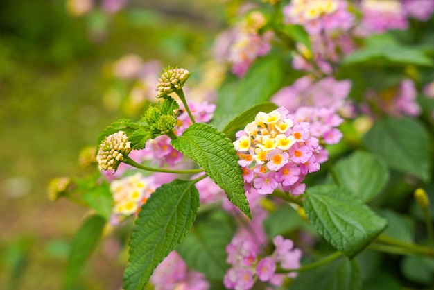 Lantana camara common lantana is a species of flowering plant within the verbena family Verbenaceae