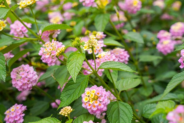 Lantana camara common lantana is a species of flowering plant within the verbena family Verbenaceae