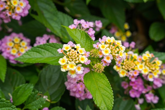 Lantana camara common lantana is a species of flowering plant within the verbena family Verbenaceae