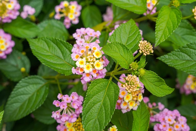 Lantana camara common lantana is a species of flowering plant within the verbena family Verbenaceae