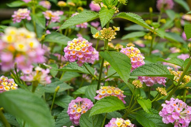 Lantana camara common lantana is a species of flowering plant within the verbena family Verbenaceae