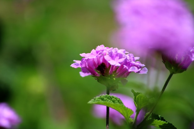 Lantana Camara flower with copy space