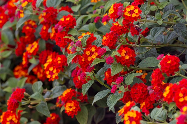 Lantana camara flower