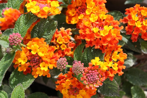 Lantana camara flowers close up