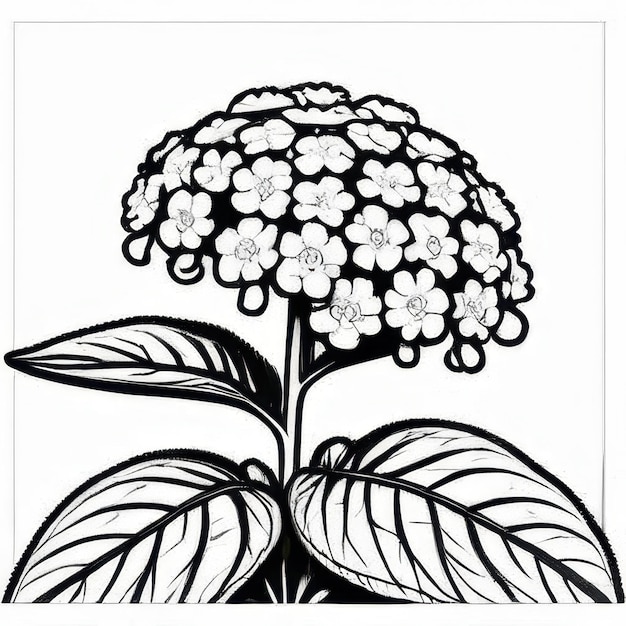 Photo lantana flower outline black and white cute coloring book