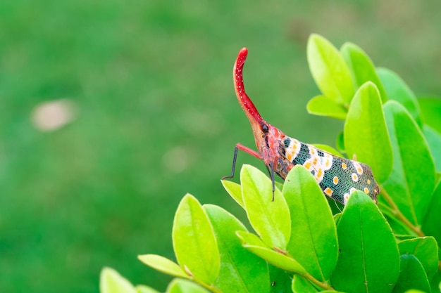 Lantern bug or Lantern fly on nature background Pyrops Candelaria