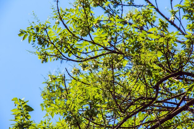 Lantern tree or golden rain tree botanical name Koelreuteria paniculata Common deciduous street tree