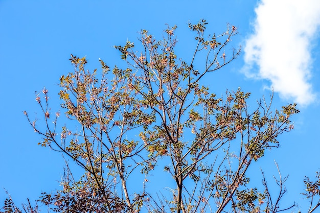 Lantern tree or golden rain tree botanical name Koelreuteria paniculata Common deciduous street tree