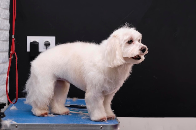 A lapdog after a haircut stands on the animal care table