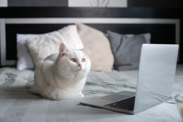 The laptop is on the bed next to a white fluffy cat