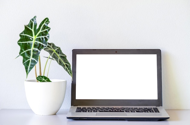 Laptop mock up and Alocasia sanderiana Bull or Alocasia Plant on the table and white wall background High resolution