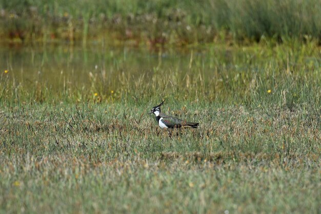 Photo lapwing on a field