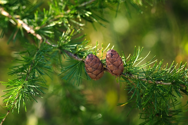 Larch cones on a branch