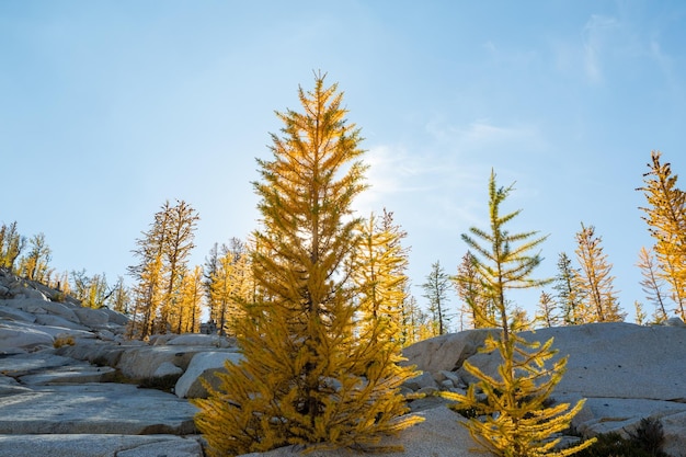 Larch