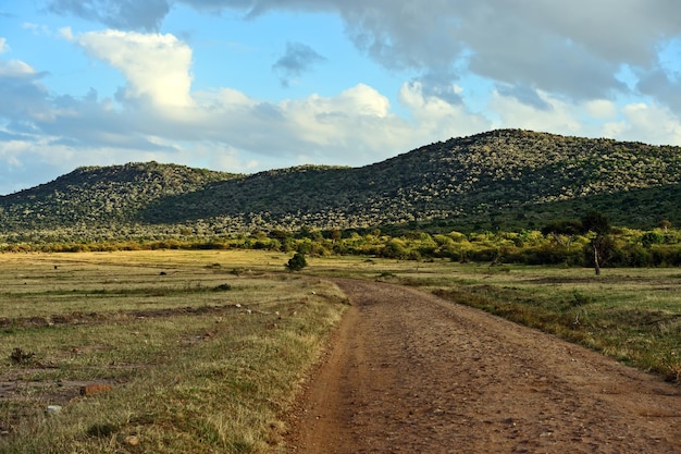 Large Acacia tree in the open savanna plains of the Masai Mara