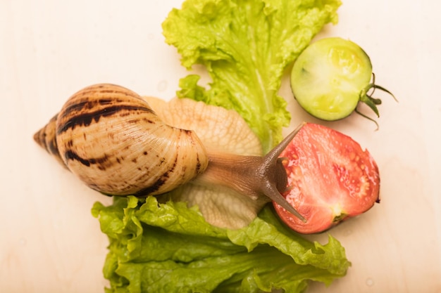 Large achatina snail eats lettuce leaf Vegetarianism animal welfare