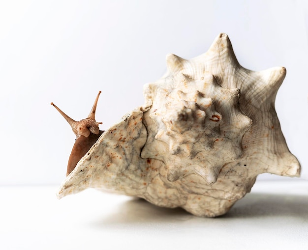 Large Achatina snail on giant empty shell on white background Tropical  landmollusc Achatina fulica