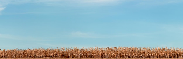 Large agricultural field of dry ripe corn