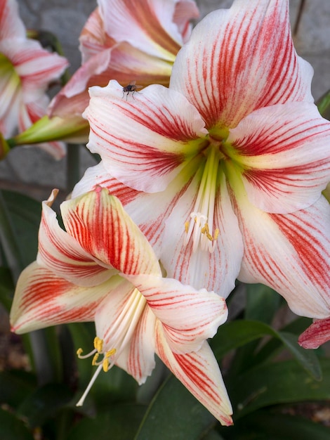 Large Amaryllis flowers on a flower bed in Greece