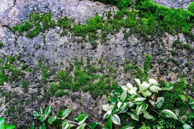 A large amount of green moss on the brick wall Front view of an old stone wall with green moss on it