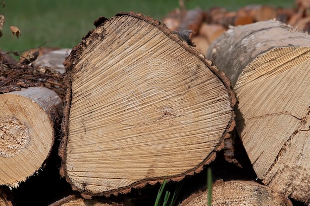 A large amount of pine wood during logging