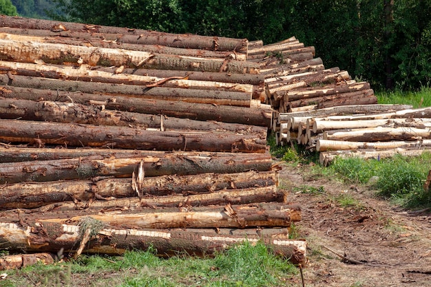 A large amount of pine wood during logging