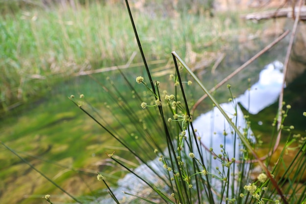 Photo large amount of vegetation in lush forest rocks over water reeds and large trees