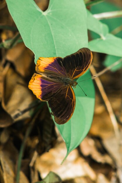 Large Assyrian on leaves