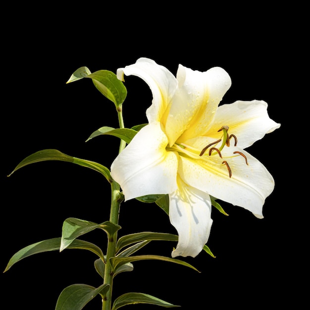 A large beautiful flower of a white lily with a yellow core on black background. Hybrid. Isolated