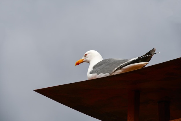 A large beautiful seagull sits on the metal roof of the house against the gray sky before the rain