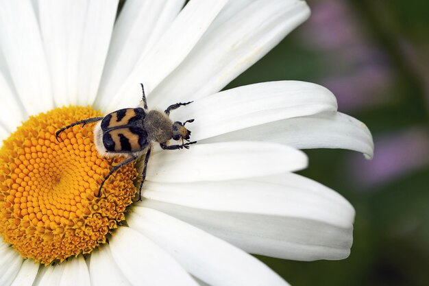 A large beetle is crawling on a petal of a chamomile flower