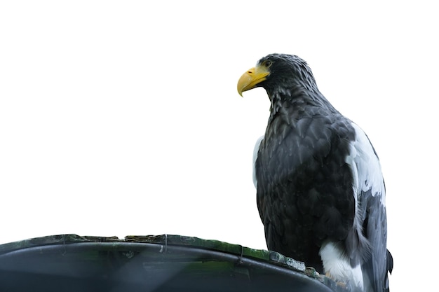 A large bird of prey of the hawk family Steller sea eagle Isolated on a white background