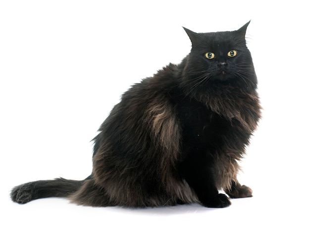 large black cat