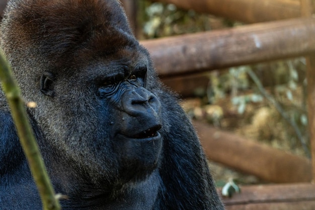 Photo a large black gorilla is sitting on a wooden fence