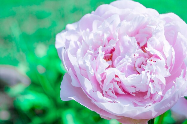 large blooming peony flower on a green meadow