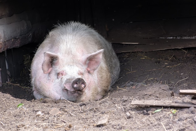 A large boar is lying in a street pigsty on straw