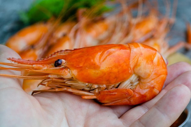 Large boiled king shrimp in a woman's hand