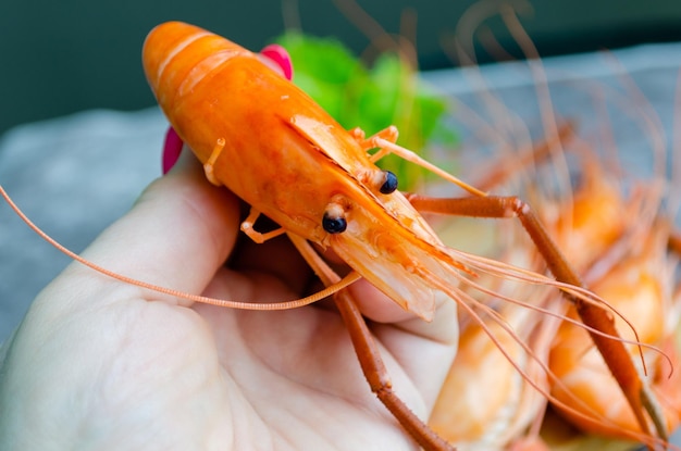 Large boiled king shrimp in a woman's hand