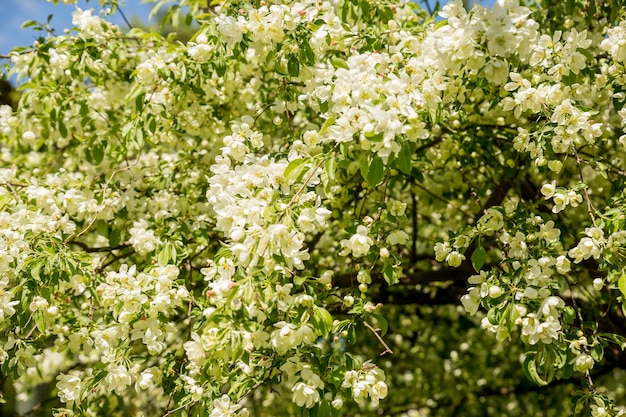 Large branch with white and pink apple tree flowers in full bloom in a garden in a sunny spring day