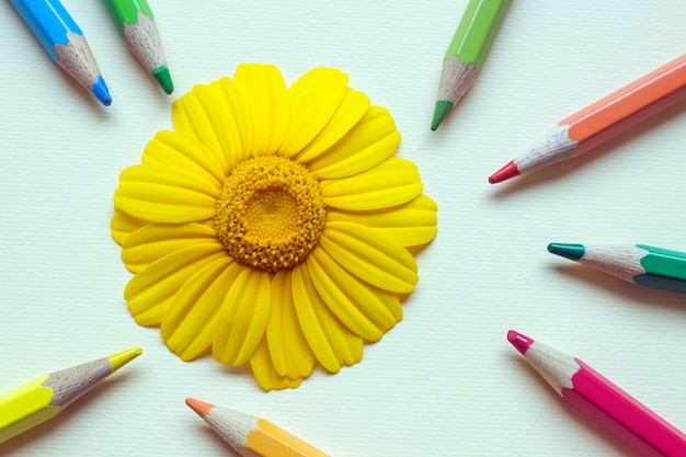 Large bright Daisy surrounded by colored pencils 