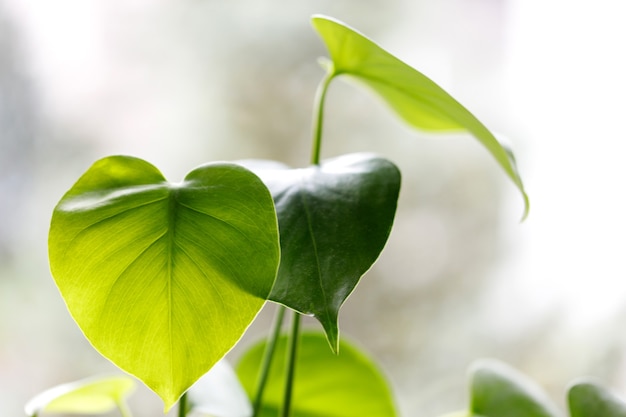 Large bright green monstera plant on a window.