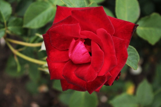 A large bright and rich red rose woke up and opened its bud