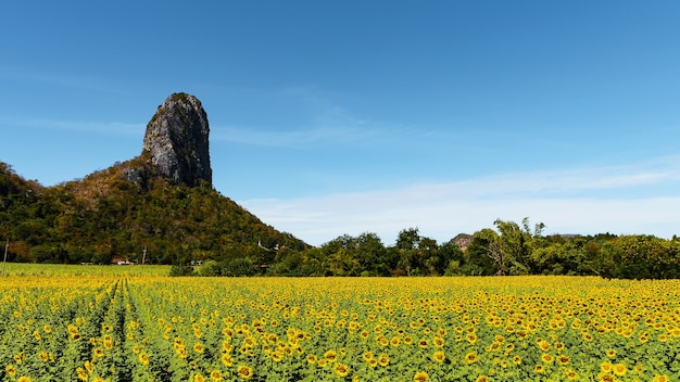 Large bright yellow sunflower fields against a backdrop of high mountains and clear skies.