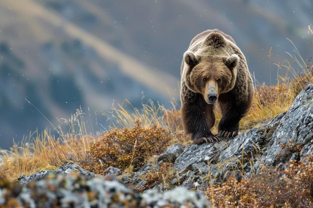 A large brown bear standing on top of a rocky hillside